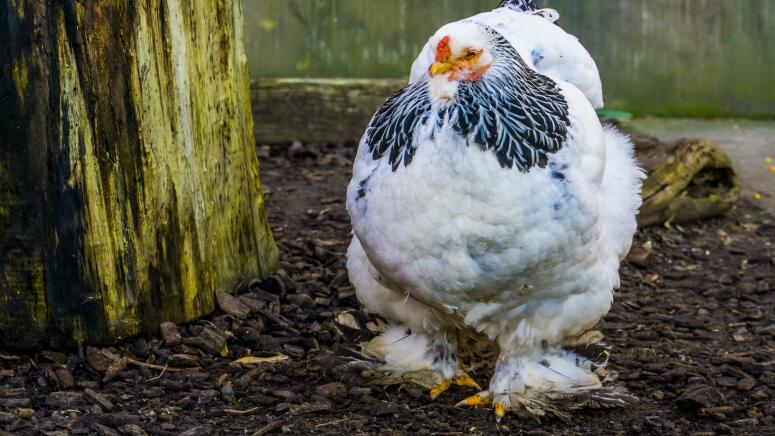 giant brahma chicken walking