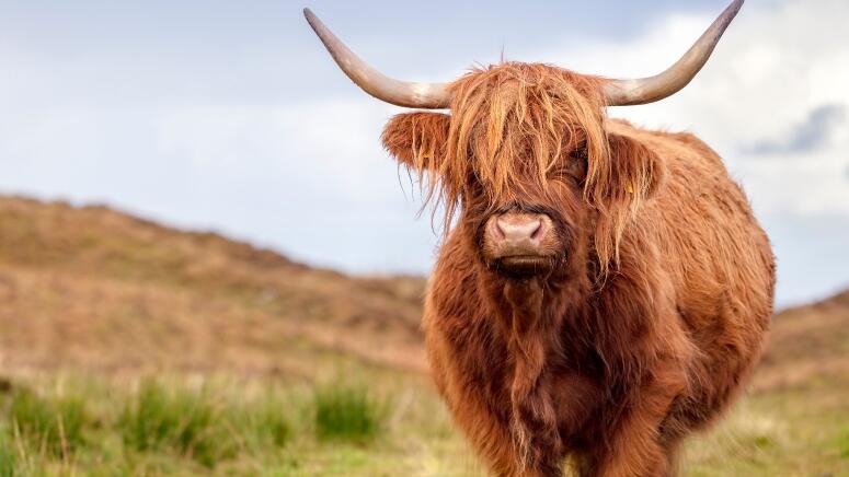 highland cattle video