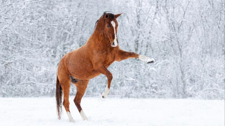 snow horse