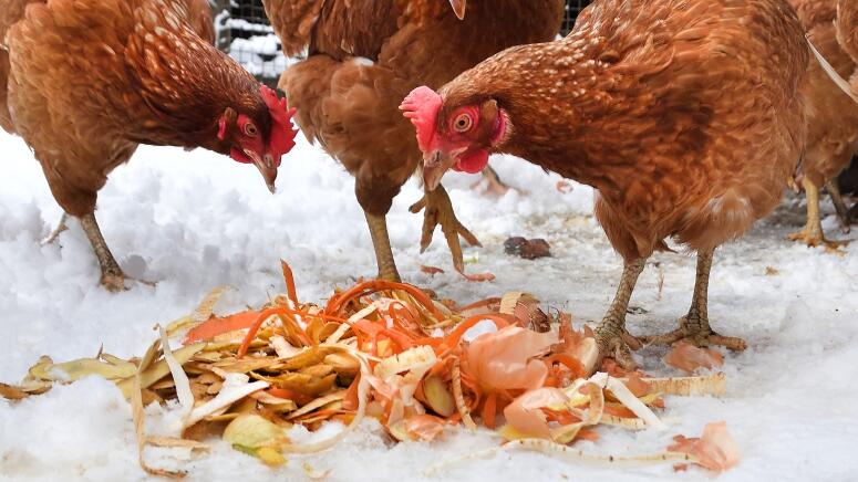 scraps for chickens