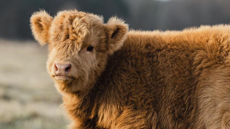 baby highland cow walking