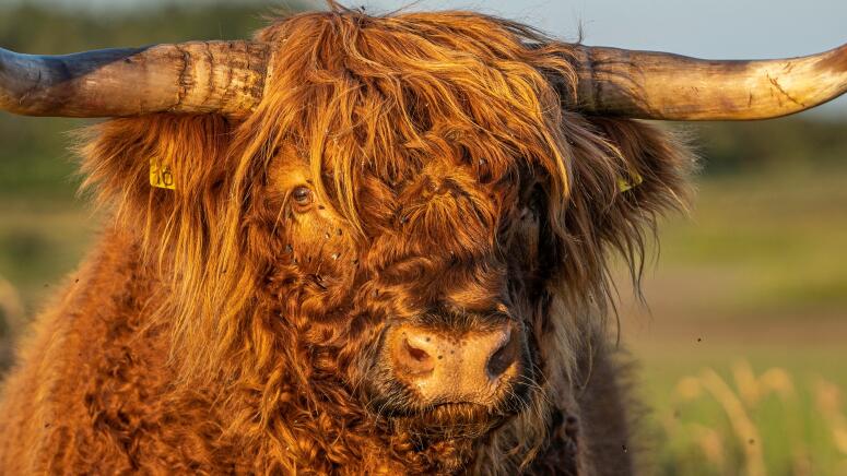 highland cow video