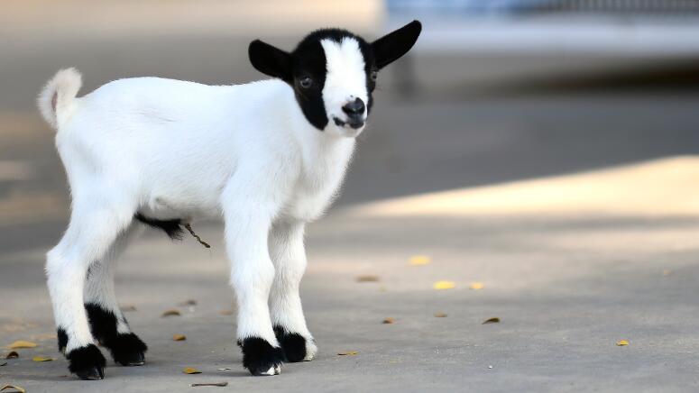 amazing baby goat